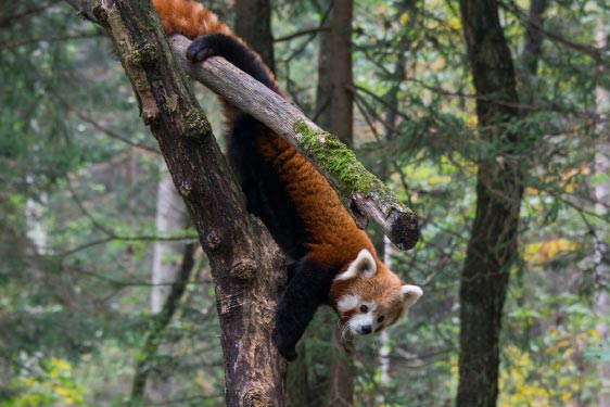Red Panda in Tree